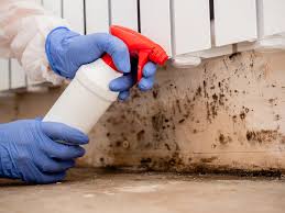 Best Mold Damage Restoration in Clayton, IN